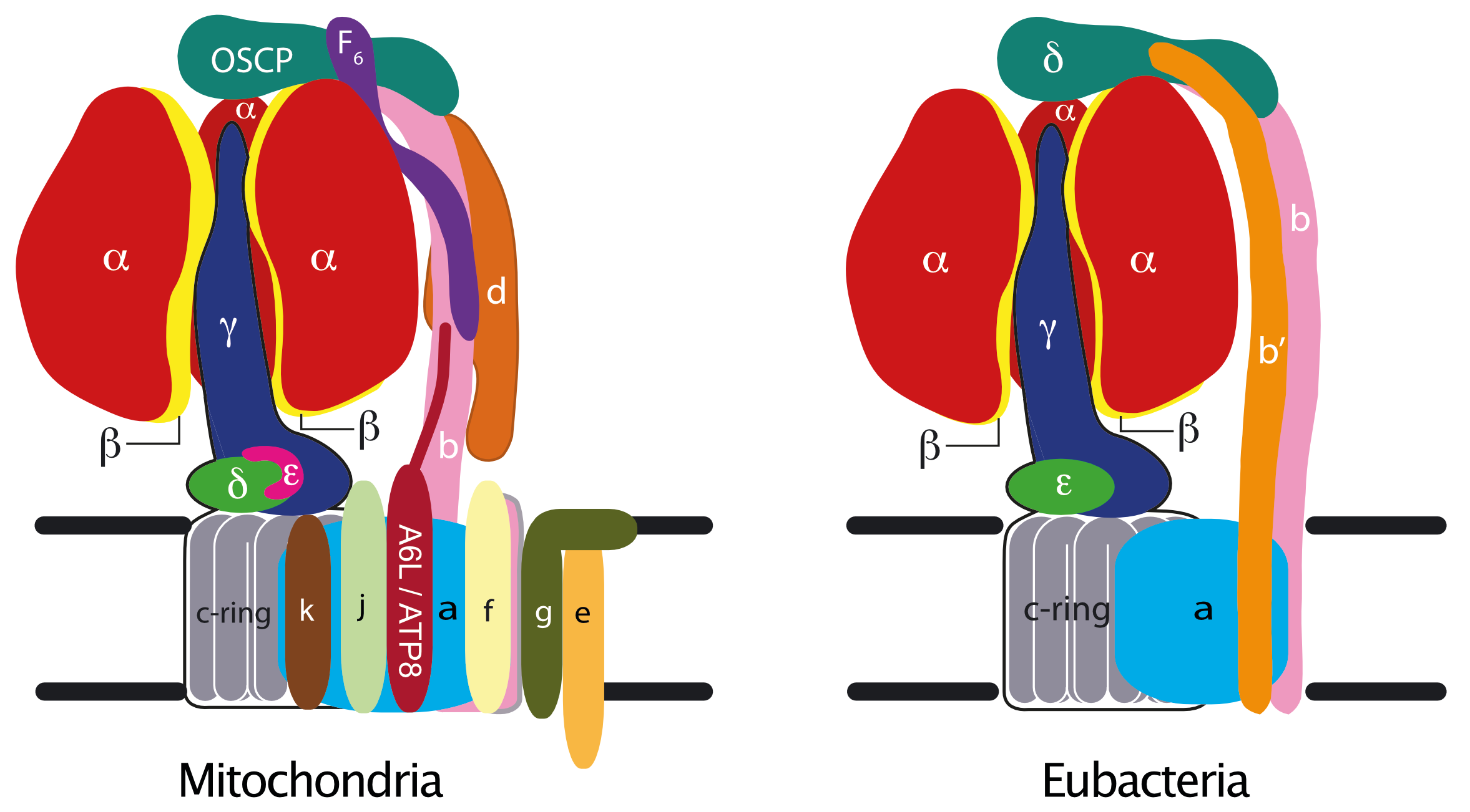 Structural changes linked to proton translocation by subunit c of the ATP  synthase | Nature