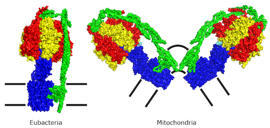 Subunit composition of ATP synthase | MRC Mitochondrial Biology Unit