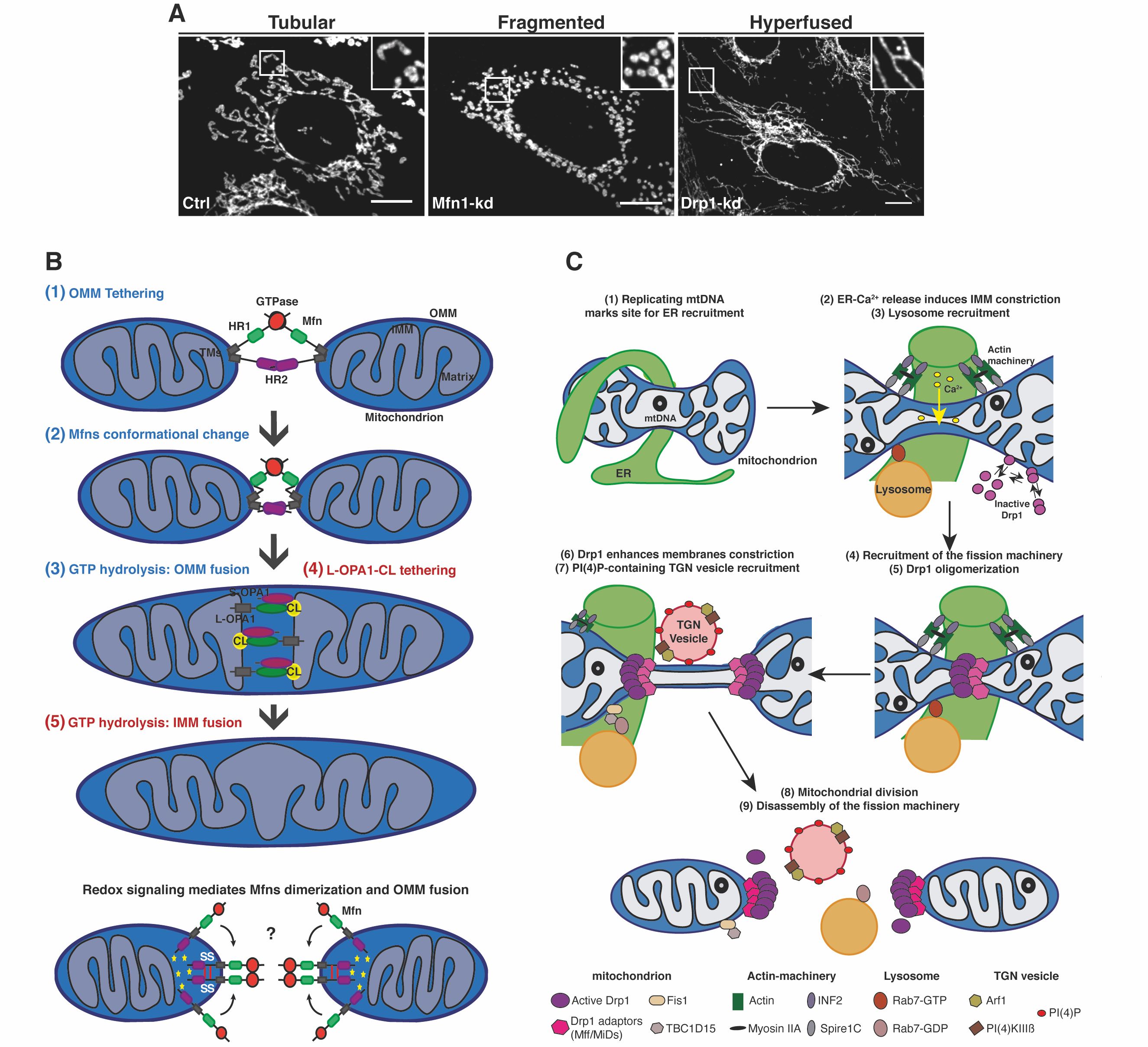 Mitochondrial signalling and homeostasis: from cell biology to