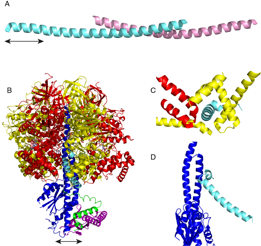 PPT - Oxidative Phosphorylation PowerPoint Presentation, free download -  ID:3221129