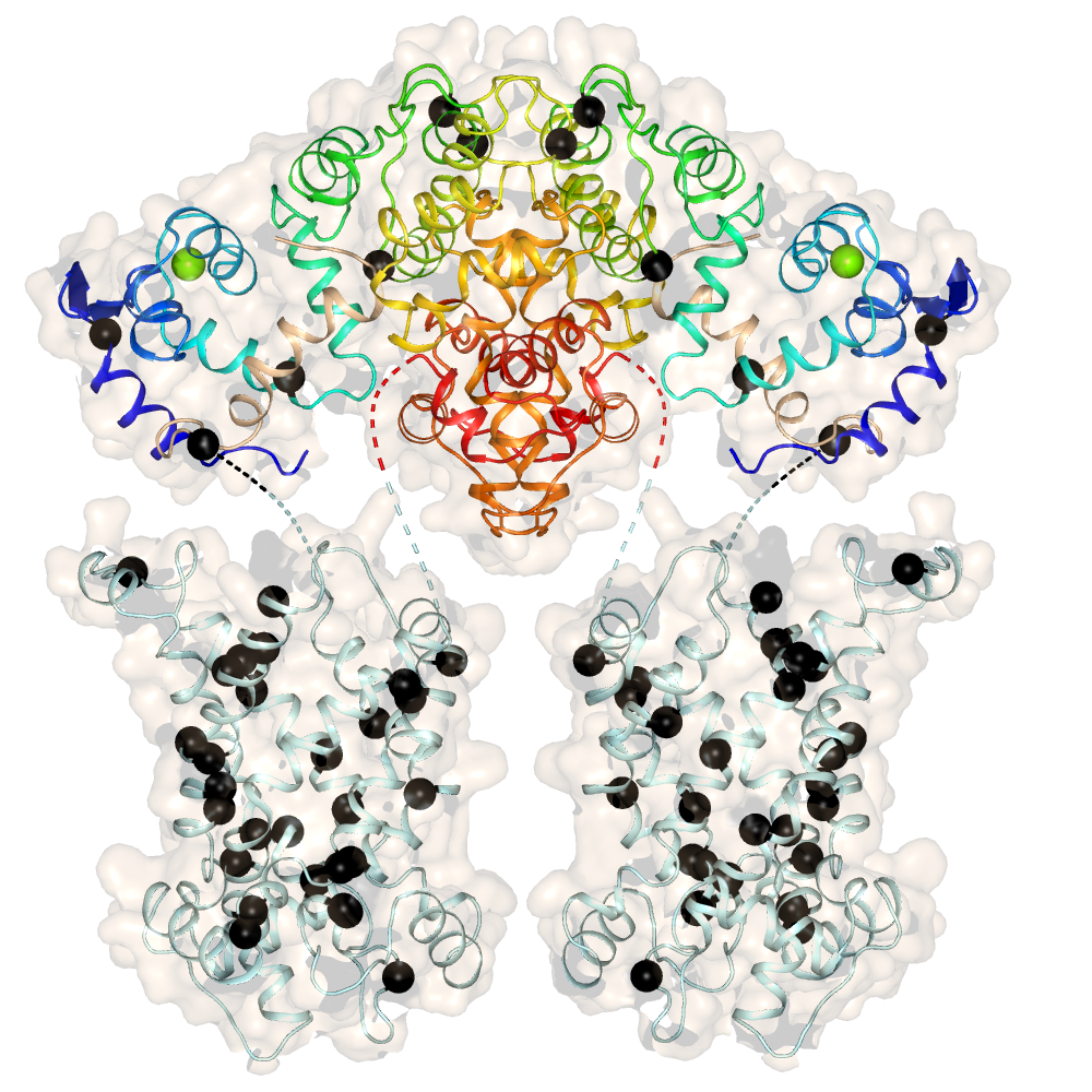 Missense mutations in citrin
