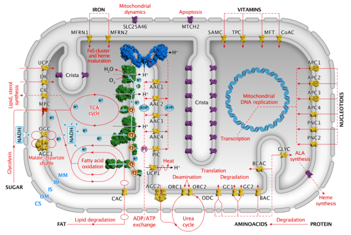 Transport in mitochondria final 2