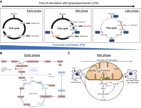 TCA cycle remodelling in inflammatory macrophages