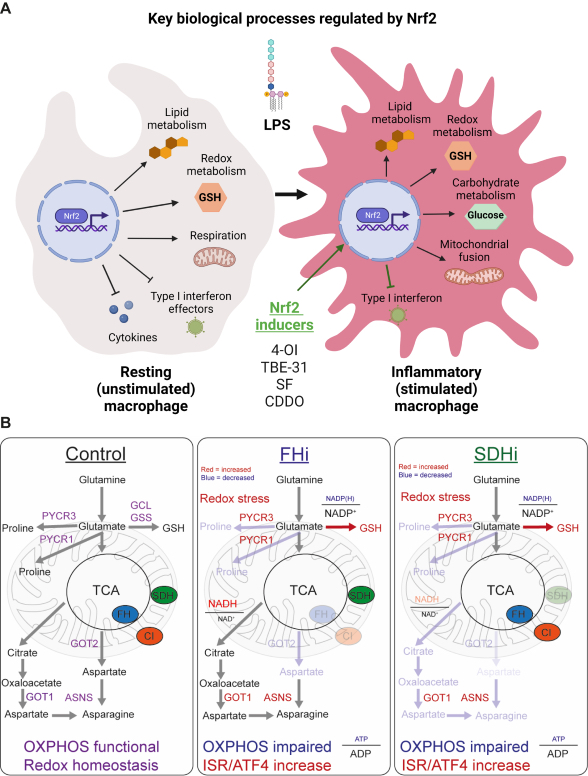 NRF2 and ATF4-mediated regulation of metabolic rewiring