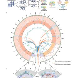 Fig.!. mtDNA heteroplasmic variants detected from whole-genome sequences