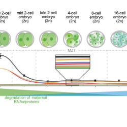 Image of figure 1 D