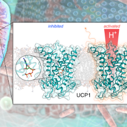 ucp1-image