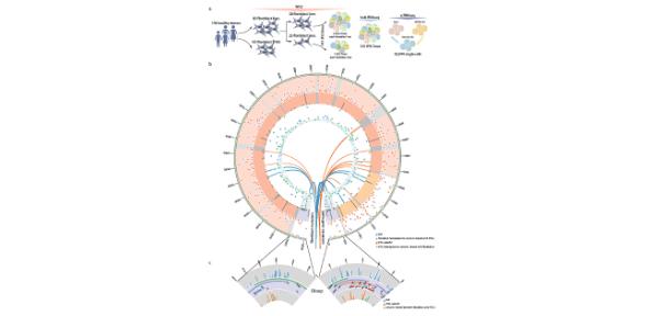Fig. 1. mtDNA heteroplasmic variants detected from whole-genome sequences Fig.!. mtDNA heteroplasmic variants detected from whole-genome sequences