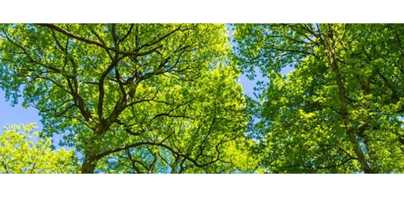 Trees