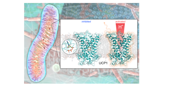 ucp1-image